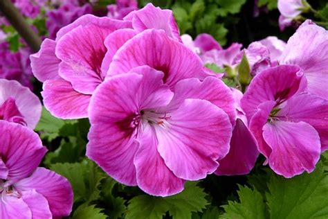 Regal Geranium Elegance Lilac Sachet Martha Washington G Flickr