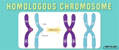 Homologous vs Non-Homologous Chromosomes | Out-Class