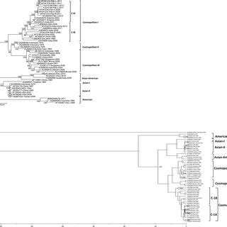 Phylogenetic Maximum Likelihood Trees Of DENV 2 ORF Nucleotide