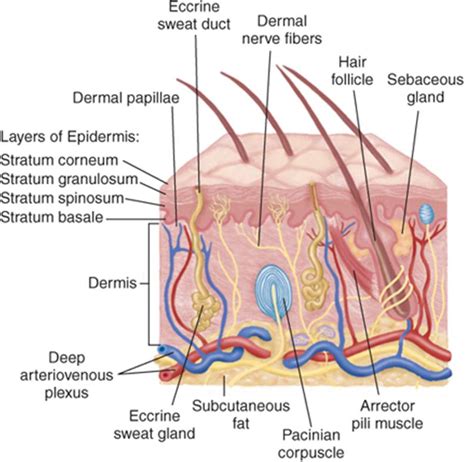 Integumentary system - clearptconcepts