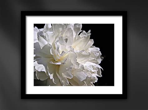 White Peony Flower Framed Macro Nature Photography Giclée Wall - Etsy