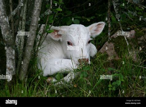 Albino cow hi-res stock photography and images - Alamy