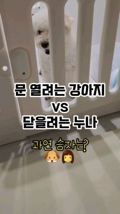 킹또맘은 애개 육아 중👶🐶 ️💪🤍 육아브이로그 강아지일상 애개육아 놀아주기 Youtube