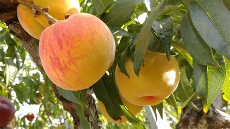 Персик Вулкан Т1. - YouTube