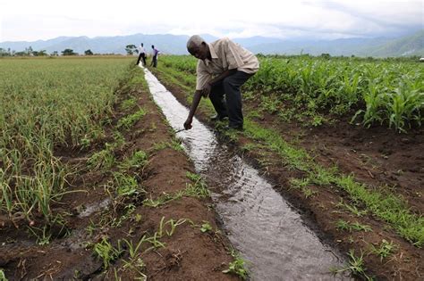 Farmers In Mubuku Irrigation Scheme Demand Transfer Of In Charge