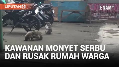 Video Kawanan Monyet Serbu Pemukiman Warga Dan Rusak Rumah Enamplus