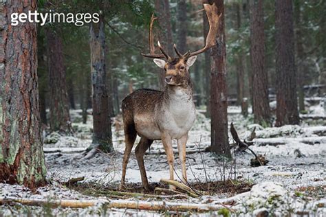 Adult Fallow Deer Buck Majestic Powerful Fallow Deer Dama Dama In