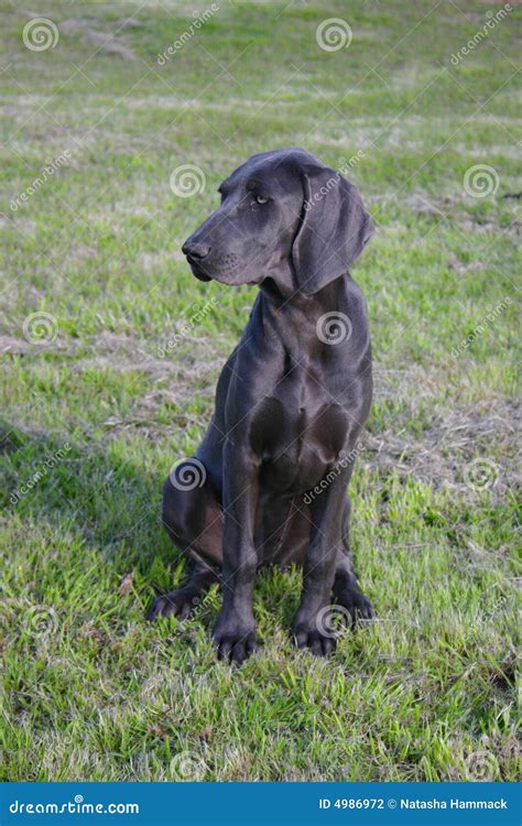 蓝色狗weimaraner 库存照片 图片 包括有 沉寂 字段 黑暗 其它 运动 本质 象草 4986972