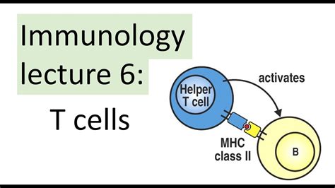 T Cells Immunology Lecture MHC I Versus MHC II YouTube