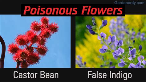 Looks Can Deceive! Here's a List of Poisonous Flowers With Pictures