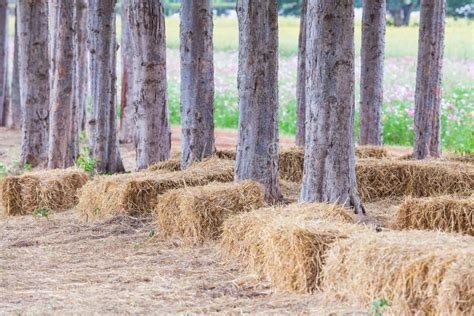 Straw Sheaves Under The Tree Stock Photo Image Of Lawn Gold 33411856