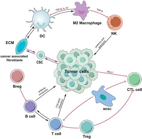 Frontiers Targeting Immune Cells In The Tumor Microenvironment Of Hcc