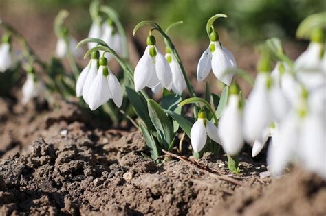 Snowdrop Ou Floco De Neve Comum Galanthus Nivalis Floressnowdrops