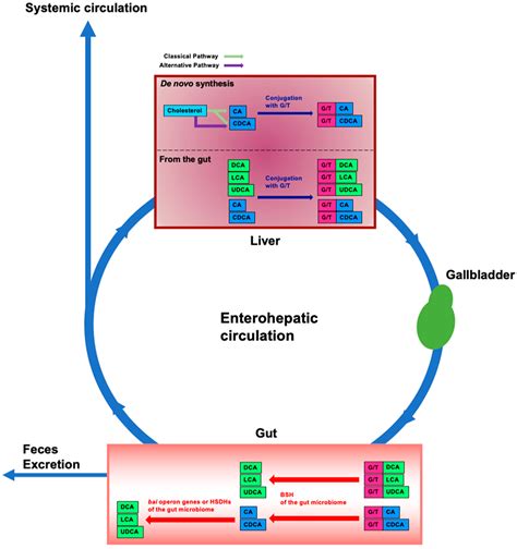 Microorganisms Free Full Text Physiological Role Of Bile Acids