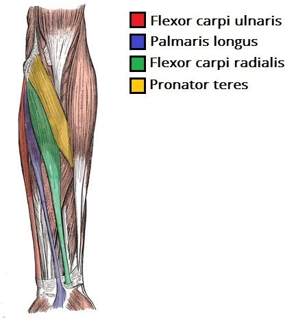 Anatomy Musculoskeletal System Forearm Flashcards Quizlet