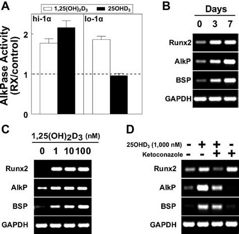 Comparison Of Effects Of Oh D And Oh D On Osteoblast