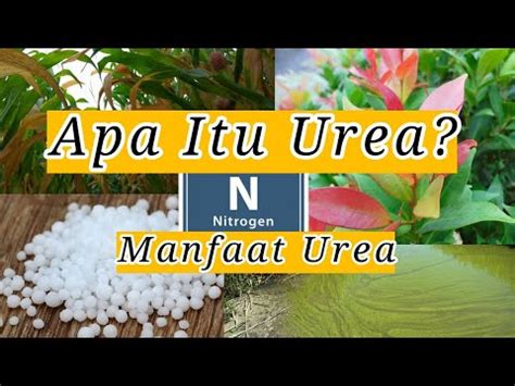 Apa Itu Urea Manfaat Urea Youtube