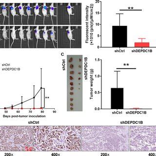 DEPDC1B Is Crucial For Tumor Growth In Vivo A A Nude Mice Model Of