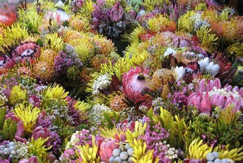 Fynbos | Botany | Cape Floral Kingdom | World Heritage Site | Fynbos, Protea plant, World ...