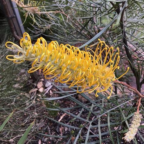 Plantfiles Pictures Grevillea Wattlebird Yellow Grevillea By Kell