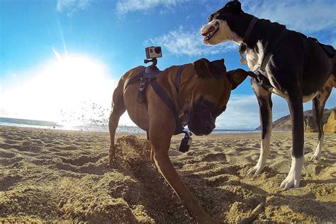 Best pet gadgets 2024