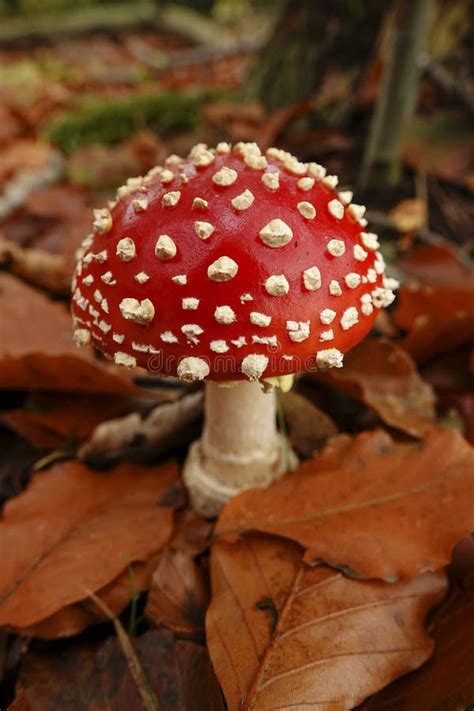 Closeup On A Signle Fresh Brilliant Red And White Spotted Fly Agaric