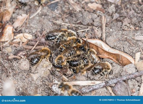 Earth Bees Females And Males On The Ground During Reproduction And Love