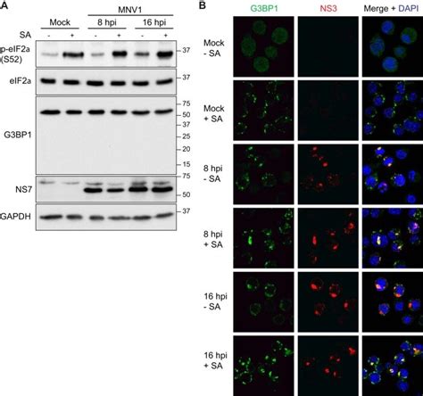 Gapdh Antibody Monoclonal 6c5