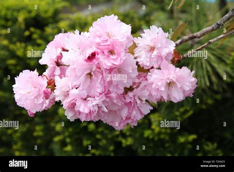 Saitama, Japan - pink cherry blossoms (sakura). Cherry petals Stock ...