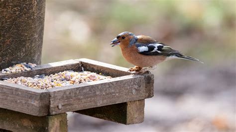 Nourrir Les Oiseaux Du Jardin Quand Comment Et Bonnes Pratiques