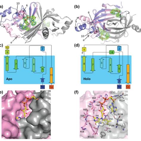 Structure Of Apo And Holo Fad Fsq A Side And B Top View Of The Download Scientific Diagram