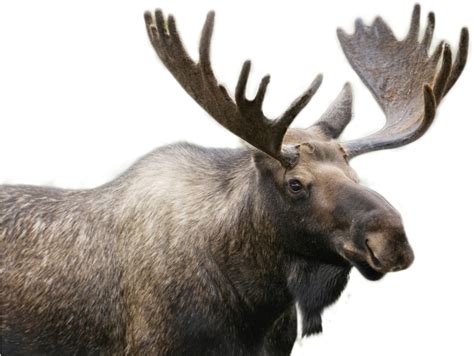 Realistic Moose Png All