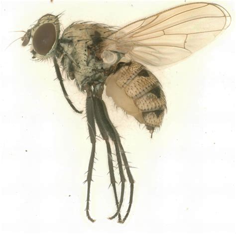 Diptera Info Discussion Forum Phoridae