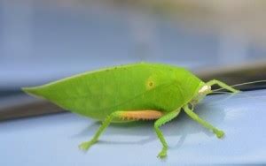 Katydid (Leaf Bug) Photos | ThriftyFun