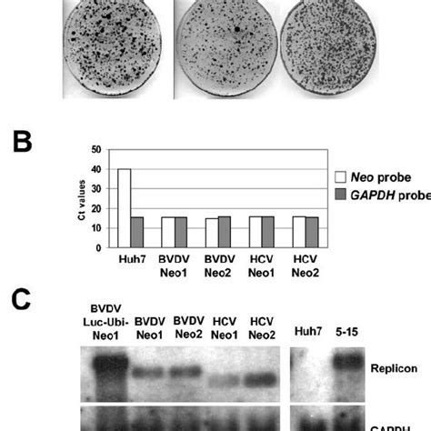 Establishment Of The Bvdv Replicon In Huh 7 Cells A Colony Forming