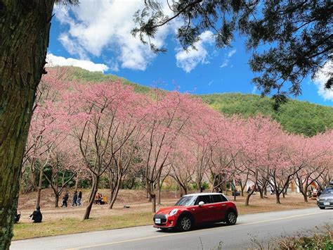 Taiwan S Cherry Blossom Forecast 2023 12 Best Places Around Taiwan To