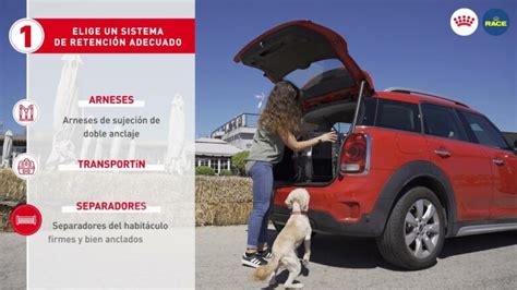 Consejos Para Viajar Seguro Con Tu Mascota Actualizado Enero