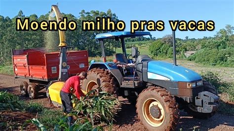 Come Amos A Tratar As Vacas Foragem De Milho Verde Moendo A