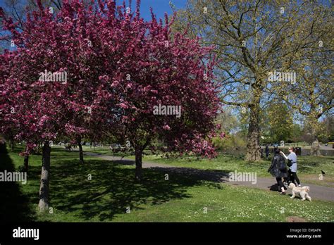 Regents Park London Uk 21st Apr 2015 Dog Walkers Enjoying The Pink