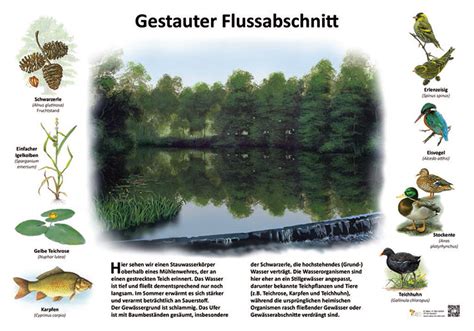 Gestauter Flussabschnitt Kologie Lehrtafeln Natur Im Bild