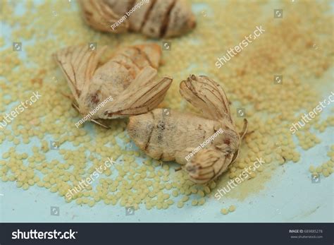 Silkworm Moth Laying Eggs Stock Photo 689885278 | Shutterstock