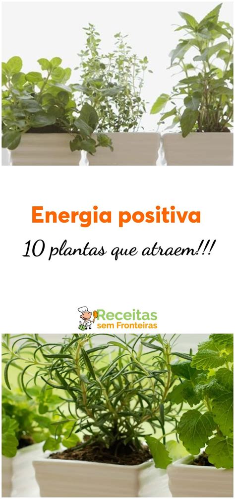 Veja As Plantas Que Atraem Energias Positivas Plantas Energia