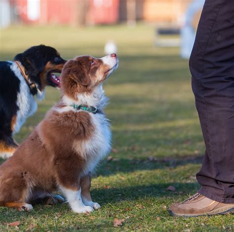 Herding Breeds: Common Behavior Problems and Solutions