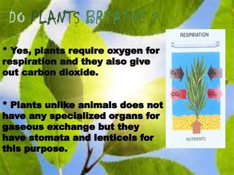 Respiration In Plants