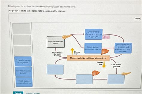 Solved This Diagram Shows How The Body Keeps Blood Glucose Chegg