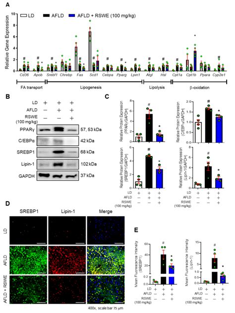 The Inhibitory Effect Of Rswe On Lipogenesis In The Liver Of A C Bl J