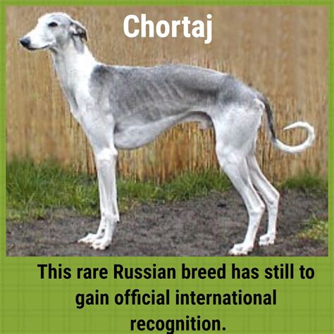 A Guide to 21 Sighthound Breeds - HubPages