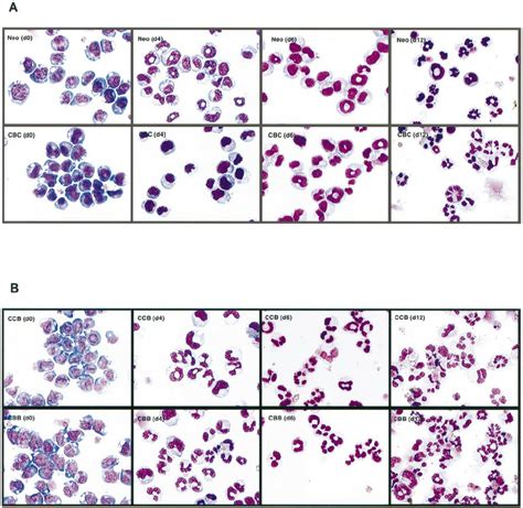 Morphological Analysis Of 32Dcl3 Cells Overexpressing Chimeras Between