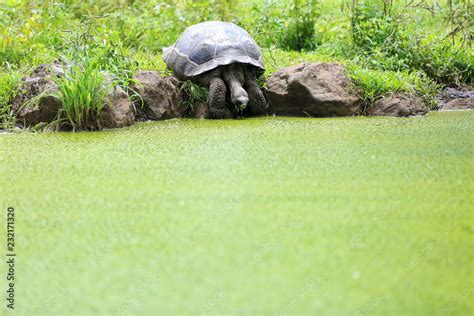 Tortue géante des Galápagos Stock Photo Adobe Stock