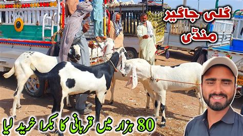 K Soda Qurbani Ka Bakra Gali Jageer Mandi Update May Bakra